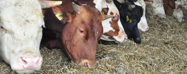 Cennik uczestnictwa w systemie QMP – Dobra Wołowina. Wyższa cena sprzedaży za sztukę bydła