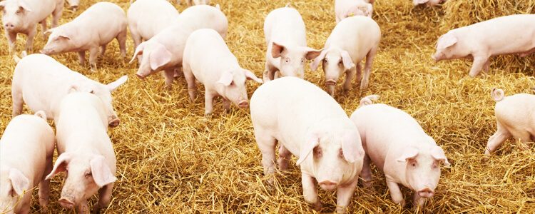 Notowania cen (euro/kg) świń rzeźnych w Niemczech za wbc klasy E